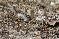 Cerceris arenaria