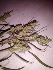 Artemisia