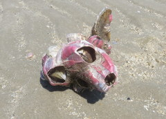 Megabalanus coccopoma