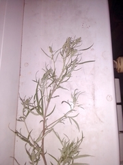Artemisia