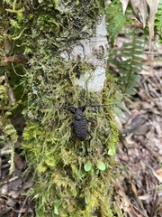 Aethalodes verrucosus formosanus
