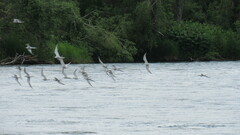 Sterna hirundo longipennis