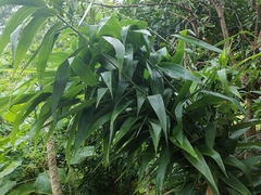 Thysanolaena