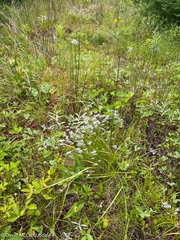 Trichophorum alpinum