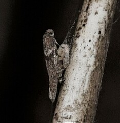 Blastobasis tanyptera