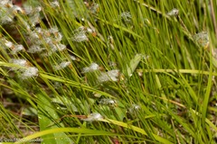 Trichophorum alpinum