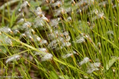 Trichophorum alpinum