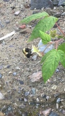 Bombus sandersoni