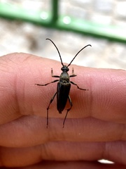 Pedostrangalia pubescens