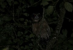 Pulsatrix koeniswaldiana