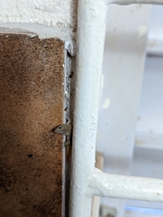 Sphaerodactylus argus