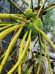 Dendrobium thyrsiflorum