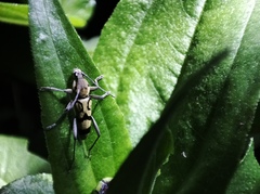 Chlorophorus signaticollis