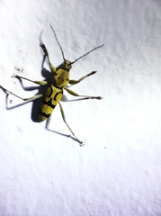 Chlorophorus signaticollis