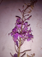 Chamaenerion angustifolium