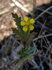 Potentilla inclinata