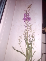 Chamaenerion angustifolium