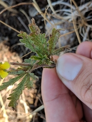 Potentilla inclinata