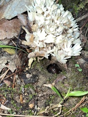 Phaeognathus hubrichti