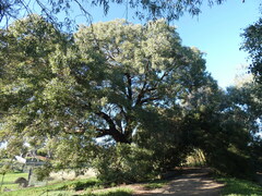 Eucalyptus baueriana