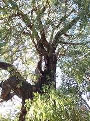 Eucalyptus baueriana