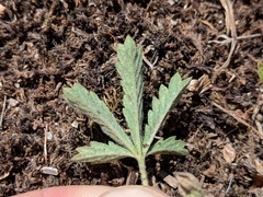 Potentilla inclinata