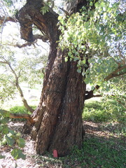 Eucalyptus baueriana