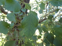 Eucalyptus baueriana