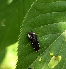 Coraebus leucospilotus
