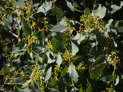 Eucalyptus baueriana