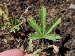 Potentilla inclinata