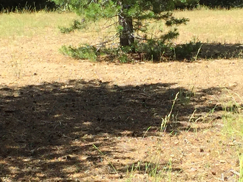 iNaturalist observation photo of Birds