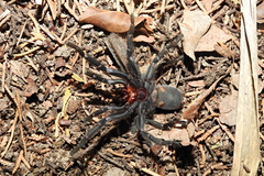 Chaetopelma olivaceum