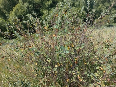Cotoneaster alaunicus