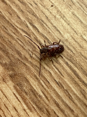 Eupogonius tomentosus