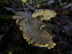 Auriscalpium umbella