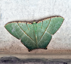 Neohipparchus vallata