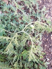 Solanum triflorum