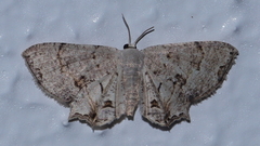 Dysaethria plicata