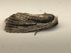 Sympistis badistriga