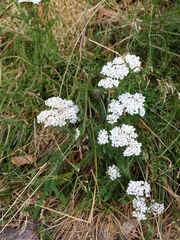 Achillea millefolium