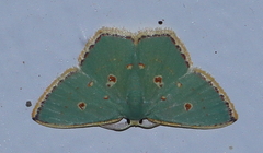 Comostola nereidaria