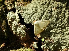 Eulepidotis alabastraria