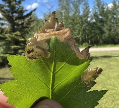 Profenusa canadensis
