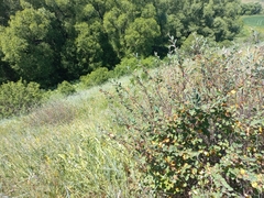 Cotoneaster alaunicus