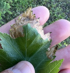 Profenusa canadensis