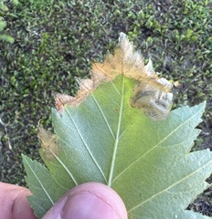 Profenusa canadensis