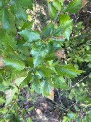 Profenusa canadensis