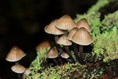Mycena subgalericulata