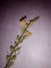 Linaria acutiloba